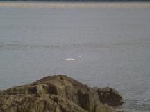 Beluga Wal im Turnagain Arm - zur besseren Ansicht setzte unser Zug sogar extra zurück